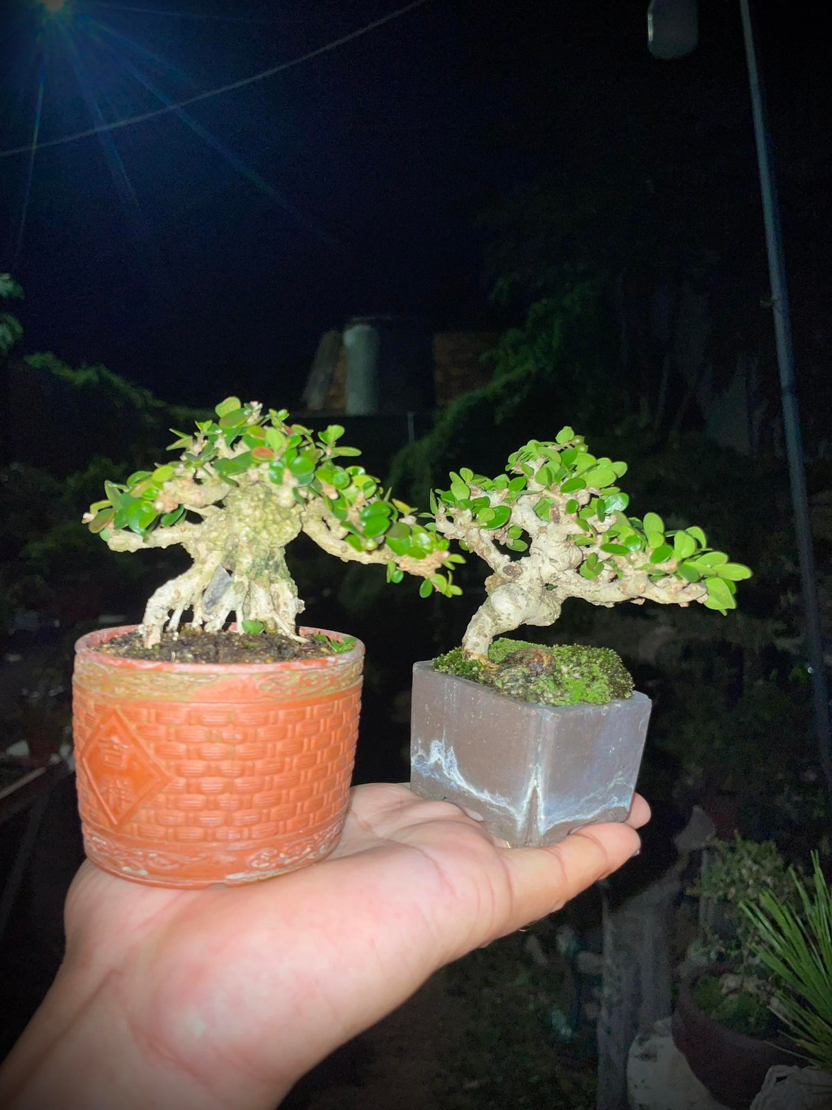 Những cây bonsai tí hon nằm trong chậu siêu nhỏ, đường kính chỉ 2-3 cm nhưng vẫn có nhiều dáng, thế độc đáo. Ảnh: Facebook