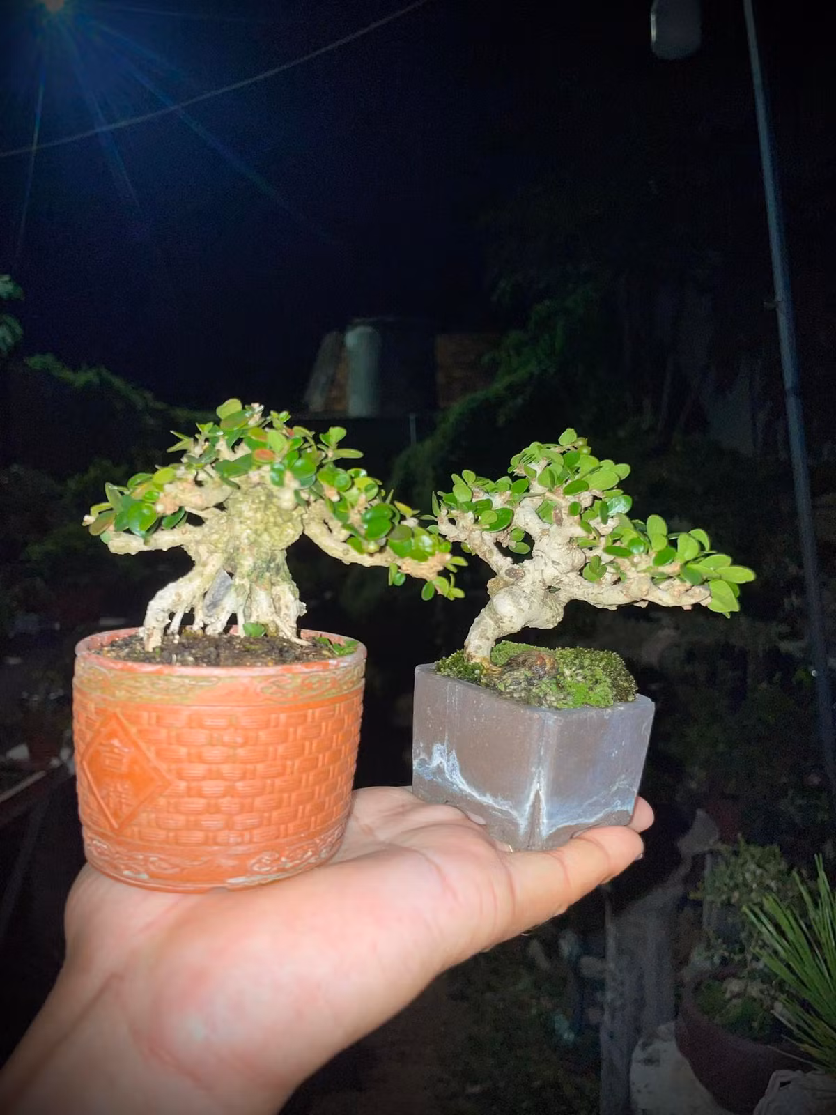 Những cây bonsai tí hon nằm trong chậu siêu nhỏ, đường kính chỉ 2-3 cm nhưng vẫn có nhiều dáng, thế độc đáo. Ảnh: Facebook