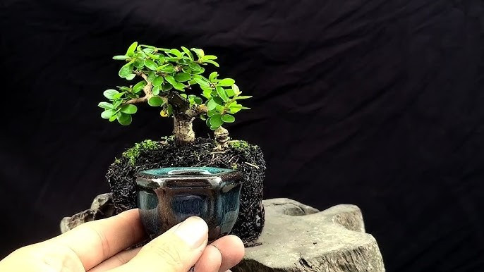Sam hương, sam núi được nhiều nghệ nhân chọn để làm bonsai mini bởi dễ trồng, thân dẻo dễ uốn. Ảnh: YouTube