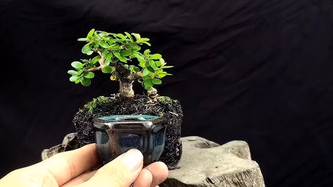 Sam hương, sam núi được nhiều nghệ nhân chọn để làm bonsai mini bởi dễ trồng, thân dẻo dễ uốn. Ảnh: YouTube