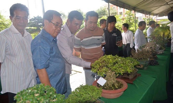 Theo các nghệ nhân, tùy từng loại cây để tạo ra những chậu bonsai với hình dáng khác nhau. Ảnh: Dân Việt