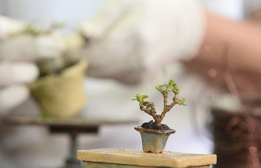 Cái tinh túy của nghệ thuật bonsai tí hon là có thể dùng những kỹ thuật đặc sắc để tạo ra một cây cảnh mang dáng dấp cổ thụ cả trăm năm. Ảnh: Truyền hình Đồng Tháp
