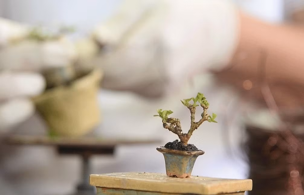 Cái tinh túy của nghệ thuật bonsai tí hon là có thể dùng những kỹ thuật đặc sắc để tạo ra một cây cảnh mang dáng dấp cổ thụ cả trăm năm. Ảnh: Truyền hình Đồng Tháp