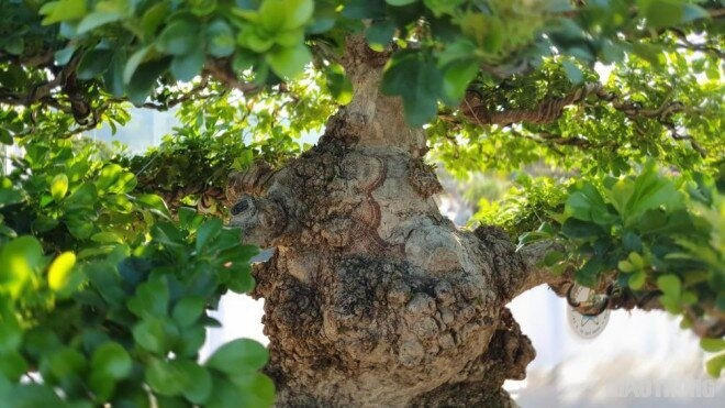 Cây có dáng trực, bố cục hài hòa, thân cây nổi u cục. Từng có người trả 1,5 tỷ đồng nhưng chủ cây không bán. Ảnh: Dân Việt