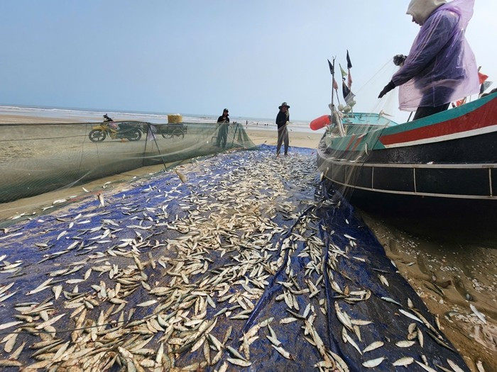 Sau khi gỡ khỏi lưới, cá trích được rửa sơ qua nước biển, tập kết tại bờ bán cho thương lái. Ảnh: Tiền phong