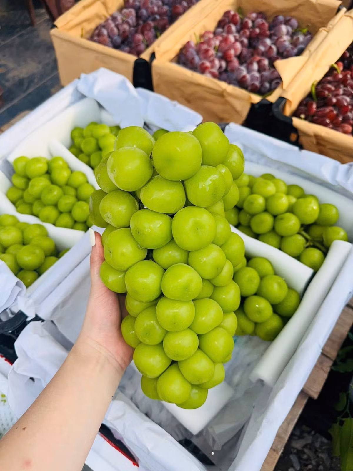 Nói về nguồn gốc, chị Duyên cho biết, nho sữa giá rẻ chỉ vài chục nghìn đồng/kg bán đầy chợ là nho trồng tại Trung Quốc. Ảnh: Facebook