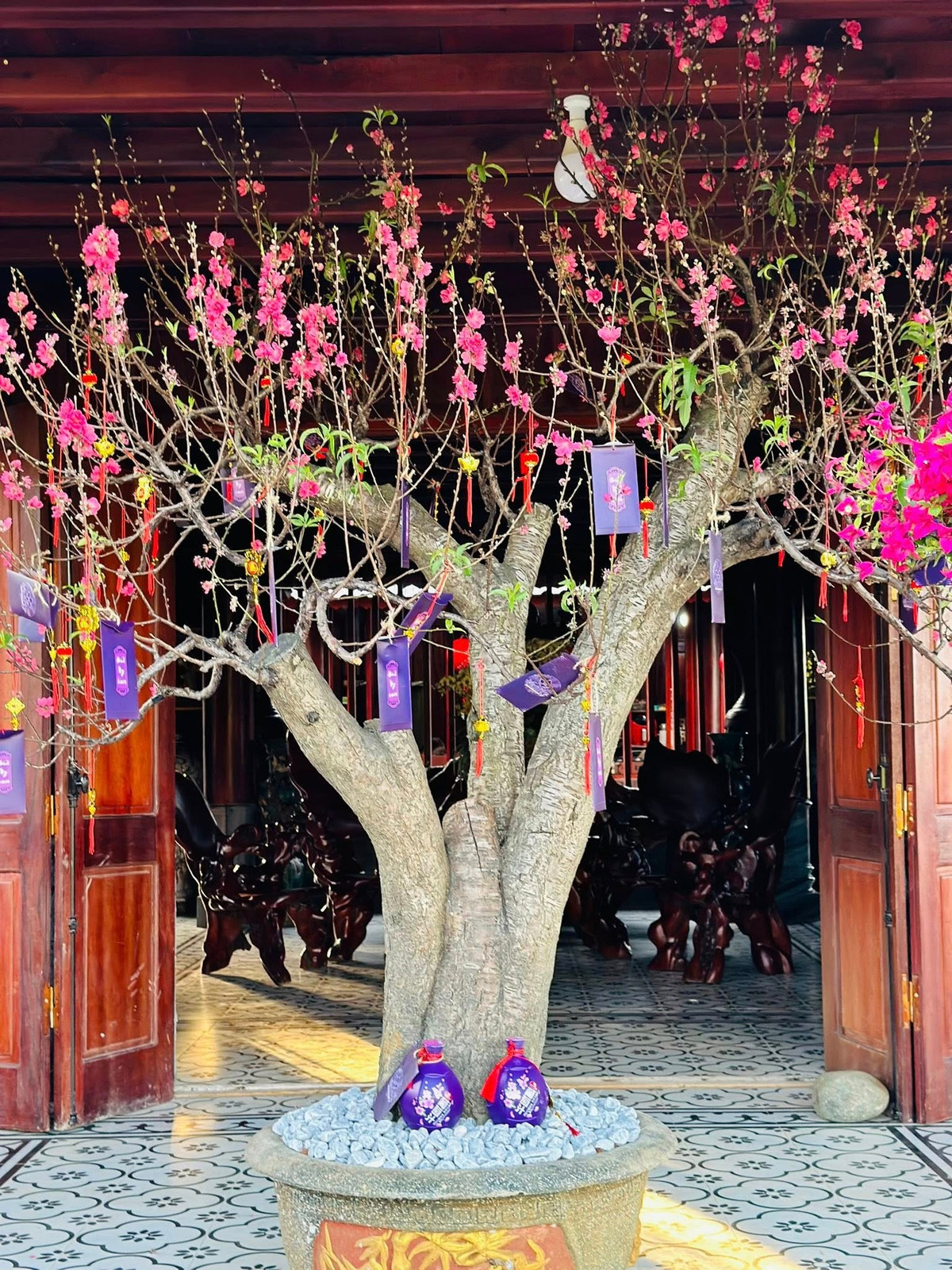 Trước cửa nhà là một cây đào lớn. Ảnh: FBNV