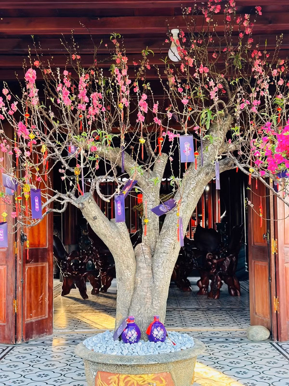 Trước cửa nhà là một cây đào lớn. Ảnh: FBNV