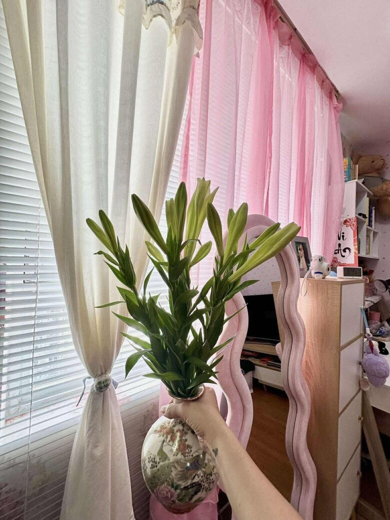 Cửa sổ lấy ánh sáng tự nhiên cho cây cối tươi tốt. Ảnh: FBNV