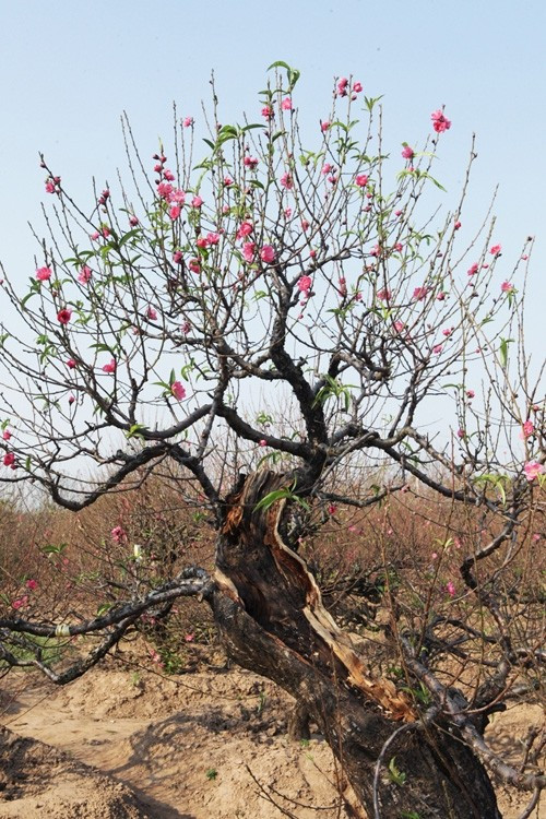 Hoa đào là loài hoa quen thuộc mỗi dịp Tết cổ truyền. Sau khi chơi Tết, nếu cây đào còn khỏe, rễ chưa bị tổn thương nặng, người trồng có thể đem trồng lại trong vườn. Ảnh: Facebook