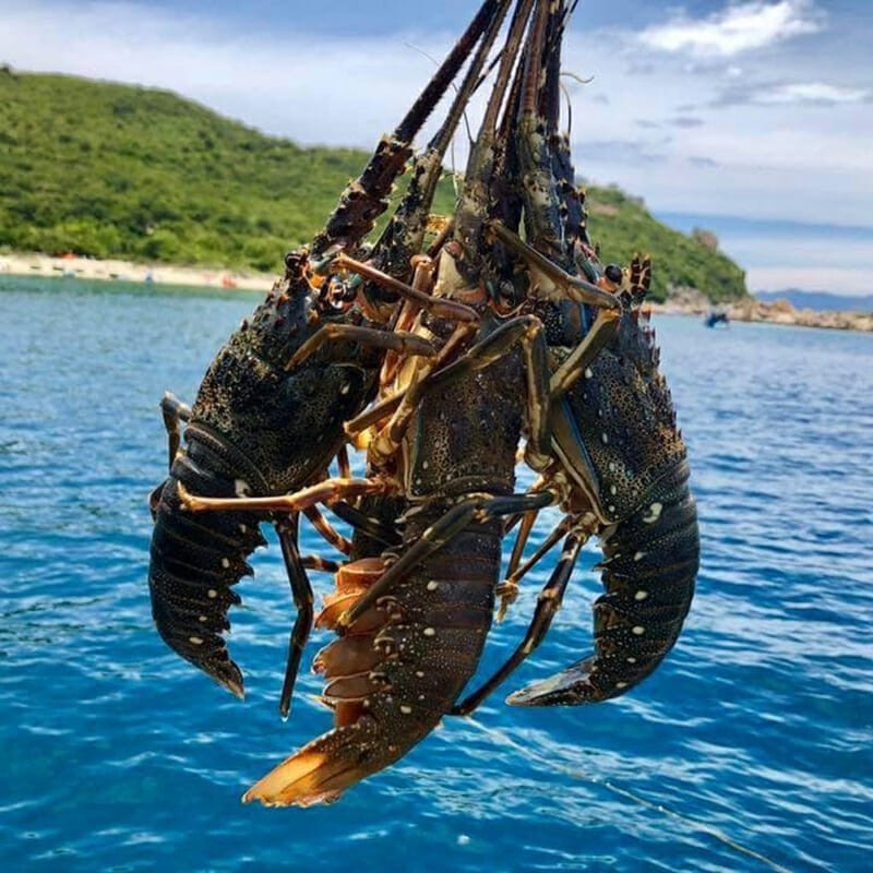 Tôm hùm bông có kích thước lớn, từ 900 gram đến 1,2 kg/ con. Loài tôm này sống ở vùng biển nhiệt đới, có độ sâu từ 0,5m - 3m. Ảnh: Haisanhoanggia