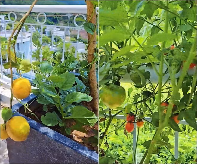 Góc ban công đầy rau quả: chanh vàng, cà chua bi...Ảnh chụp màn hình