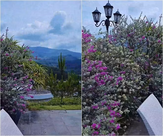 Hoa tuyết sơn phi hồng bao quanh khuôn viên biệt thự tạo cảm giác như đang ở resort. Ảnh chụp màn hình