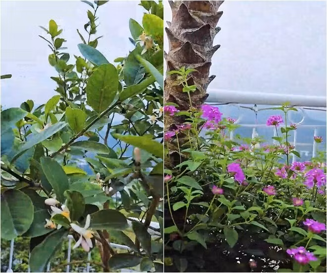 Ngoài cây ăn trái, góc vườn lúc nào cũng rực rỡ sắc hoa. Ảnh chụp màn hình