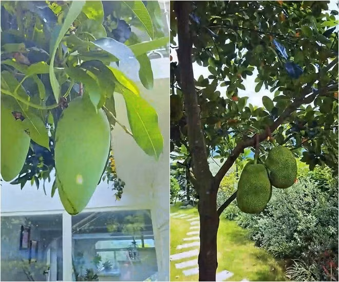 Xoài, mít cho trái to như sắp gãy cành. Ảnh chụp màn hình