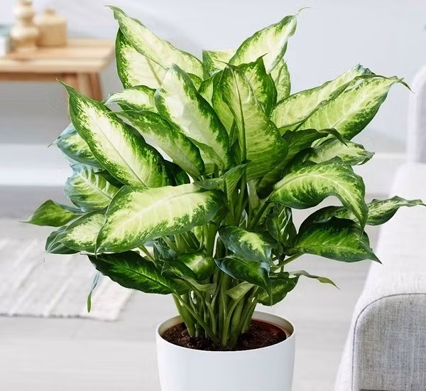 Giống như nhiều cây họ ráy khác, tất cả bộ phận của vạn niên thanh đều có độc. Vì vậy, phải cẩn thận khi va chạm, di chuyển hay chăm sóc loại cây này. Ảnh: Internet