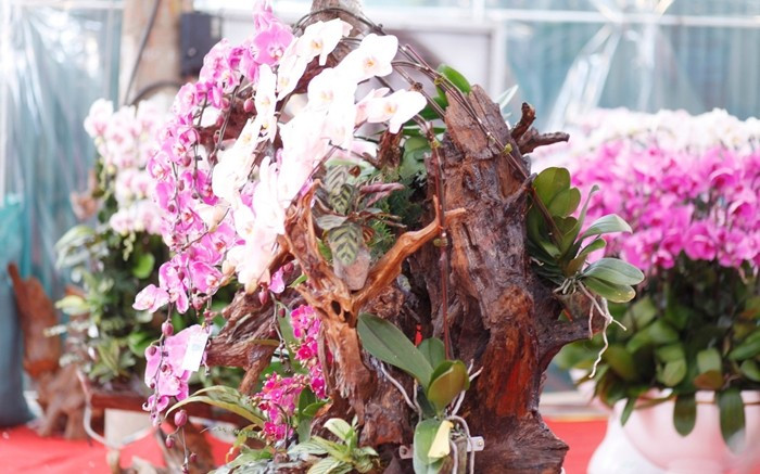 Mỗi chậu lan được chế tác cầu kỳ, mất khoảng 3 - 4 giờ, thậm chí hơn nửa ngày mới hoàn thiện. Ảnh: Tiền phong