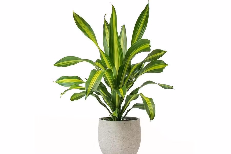 Năm 2026, phát tài được khuyên đặt trong phòng khách hoặc phòng làm việc để tăng cường năng lượng tích cực, đặc biệt phù hợp với gia chủ làm kinh doanh. Ảnh: Internet