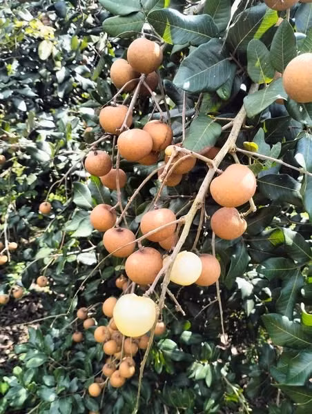 Tại các cửa hàng và siêu thị, nhãn bắp cải giá khoảng 60.000 đồng/kg, ngang ngửa nhãn xuồng cơm vàng và chỉ cao hơn nhãn Bắc vài nghìn đồng. Ảnh: Facebook