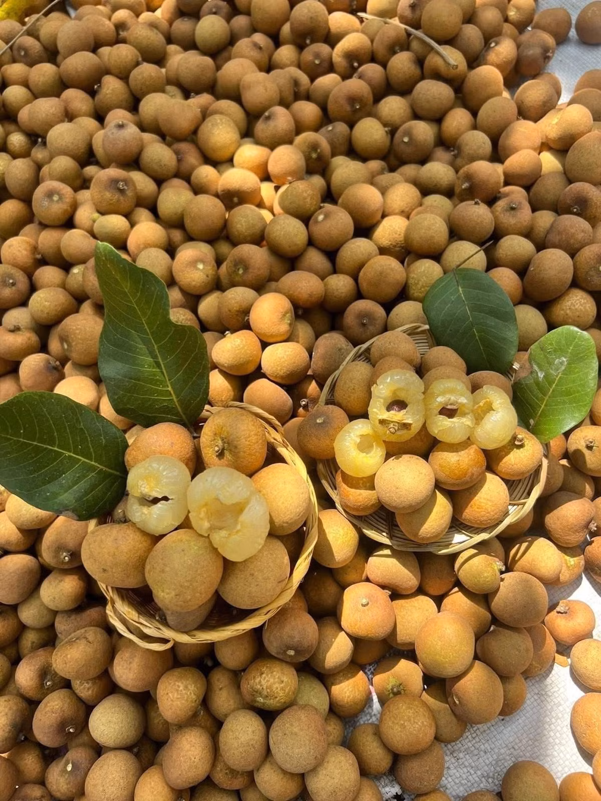 Nguyên nhân chính khiến giá nhãn bắp cải giảm là sản lượng tăng đột biến. Ảnh: Facebook