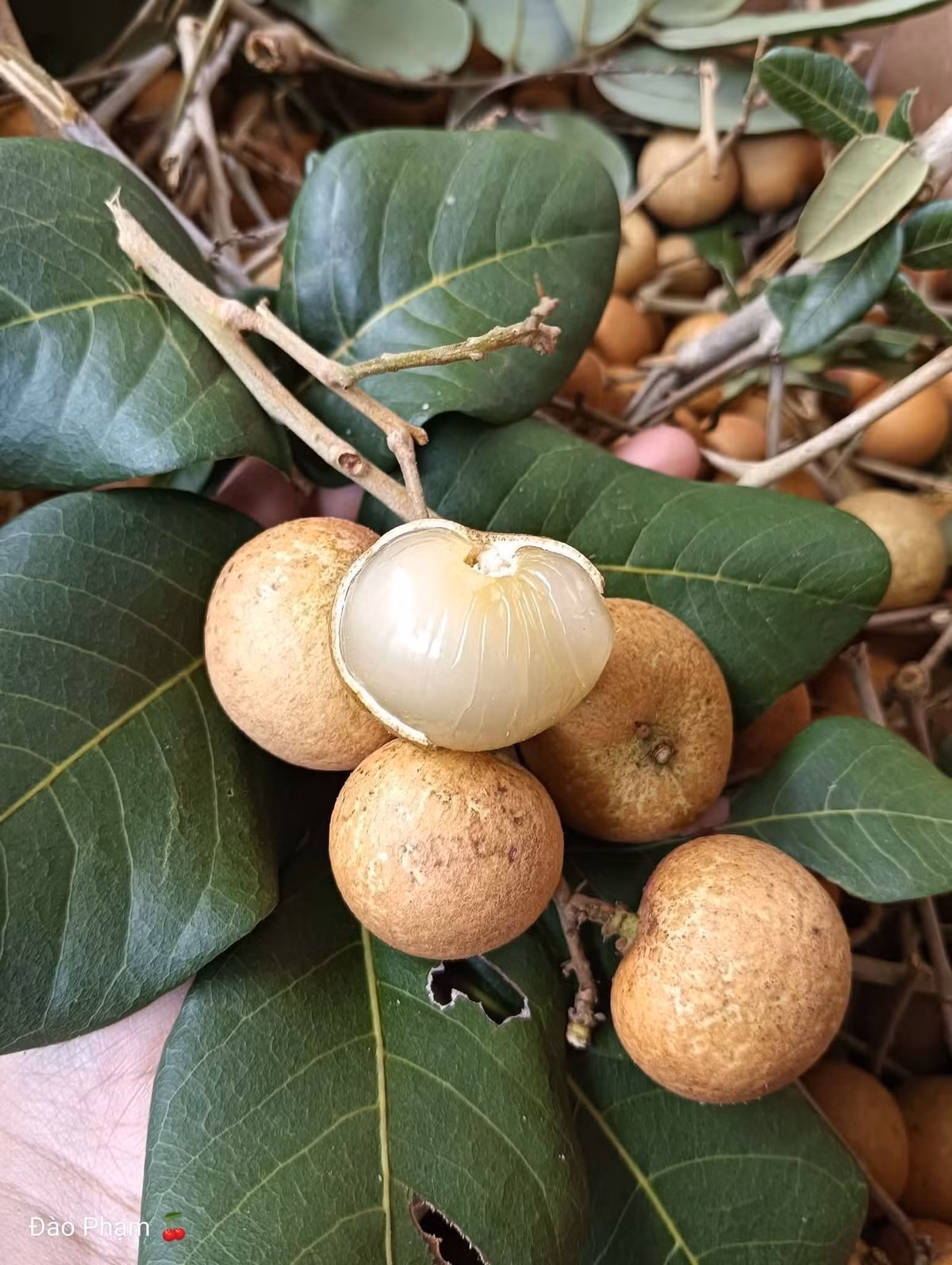 Tuy nhiên, từ năm 2023, giá nhãn bắp cải bắt đầu hạ nhiệt còn khoảng 90.000-120.000 đồng/kg. Ảnh: Facebook