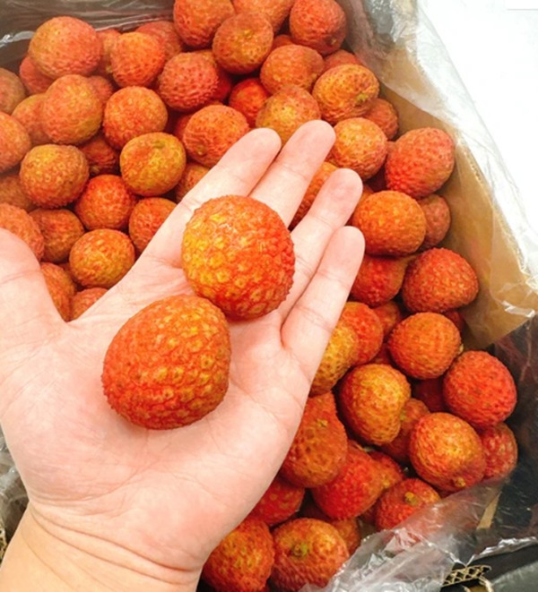 Mức giá này đã giảm so với cùng kỳ, nhưng vẫn cao gấp 7 lần các loại vải ngon nhất trong nước vào dịp chính vụ, như vải thiều Lục Ngạn (Bắc Ninh), Thanh Hà (Hải Phòng). Ảnh: Umall