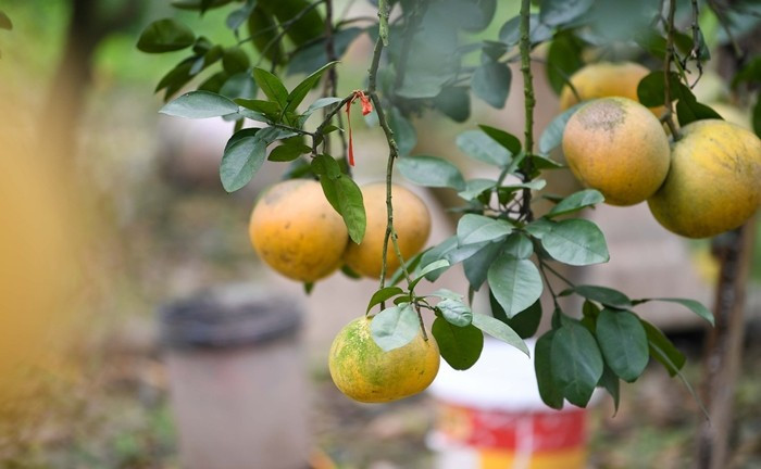 Một số vườn bưởi Diễn đã hoàn tất việc thu hoạch. Chỉ còn lại một số ít khu vườn giữ nguyên những cây bưởi đẹp, chăm sóc kỹ lưỡng để chờ thu hoạch đúng dịp Tết. Ảnh: Tiền phong