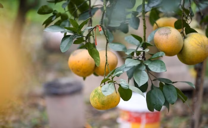 Một số vườn bưởi Diễn đã hoàn tất việc thu hoạch. Chỉ còn lại một số ít khu vườn giữ nguyên những cây bưởi đẹp, chăm sóc kỹ lưỡng để chờ thu hoạch đúng dịp Tết. Ảnh: Tiền phong