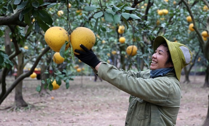 Những đợt rét đậm, sương muối hoặc mưa trái mùa có thể khiến quả giảm mã, rụng cuống. Bù lại, bưởi thu hoạch muộn thường có giá cao hơn song sản lượng không nhiều. Ảnh: Phapluat&amp;xahoi