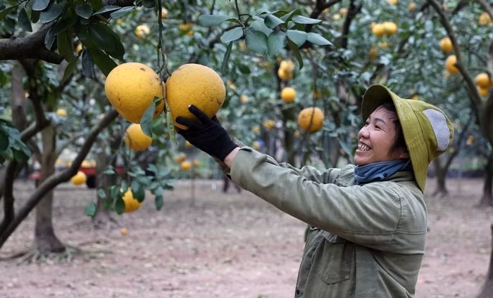 Những đợt rét đậm, sương muối hoặc mưa trái mùa có thể khiến quả giảm mã, rụng cuống. Bù lại, bưởi thu hoạch muộn thường có giá cao hơn song sản lượng không nhiều. Ảnh: Phapluat&amp;xahoi