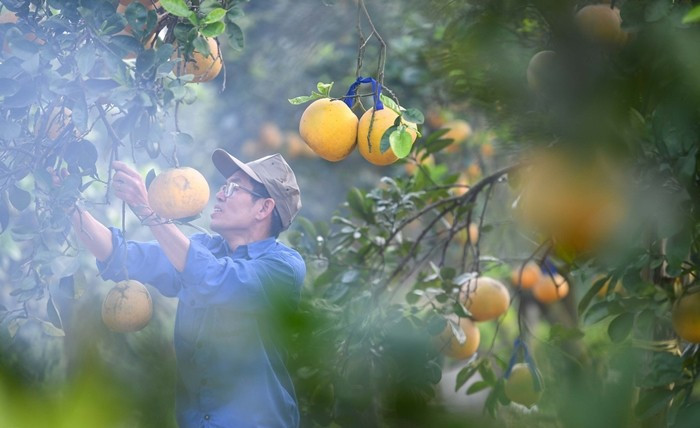 Các chủ vườn cho biết, giữ bưởi qua Rằm tháng Chạp đòi hỏi theo dõi sát thời tiết. Ảnh: Tiền phong