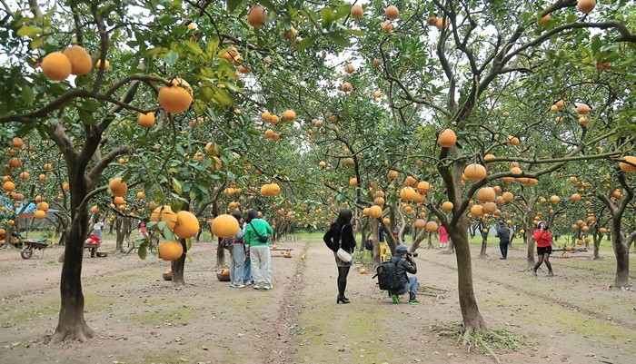 Không chỉ phục vụ nhu cầu tiêu dùng và biếu Tết, các nhà vườn bưởi Diễn còn mở cửa đón khách tham quan, chụp ảnh. Ảnh: Daibieunhandan