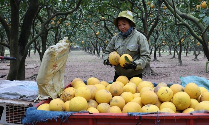 Theo các chủ vườn, bưởi Diễn càng già cây, vỏ càng rám thì hương vị càng thơm, ngọt sâu. Ảnh: Daibieunhandan