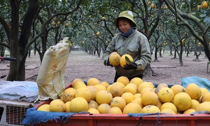 Theo các chủ vườn, bưởi Diễn càng già cây, vỏ càng rám thì hương vị càng thơm, ngọt sâu. Ảnh: Daibieunhandan