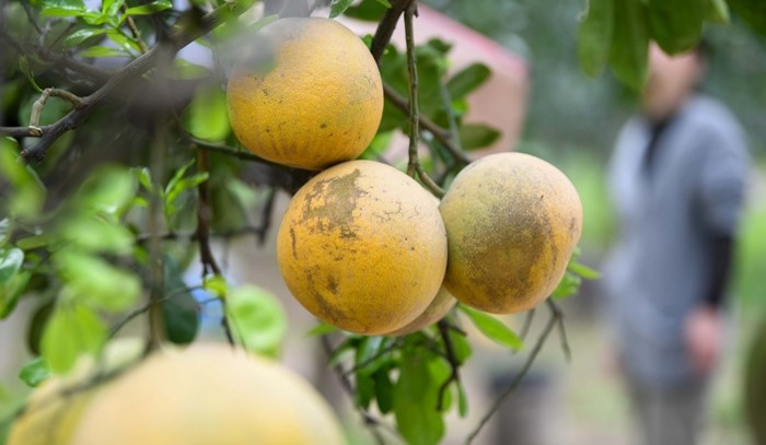 Năm nay thời tiết thuận lợi, ít mưa lớn vào giai đoạn cuối vụ nên trái bưởi giữ được mẫu mã đẹp, ít sẹo, chất lượng ổn định. Ảnh: Tiền phong