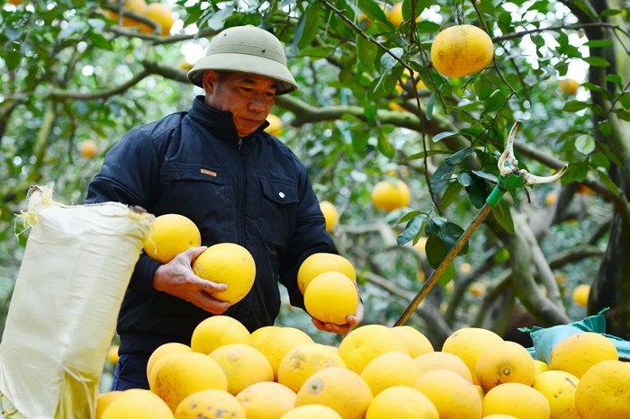 Quả bưởi chín vàng, căng tròn được người dân thu hái cẩn thận, xếp gọn và phân loại ngay tại vườn để kịp phục vụ thị trường Tết. Ảnh: Kinhtedothi
