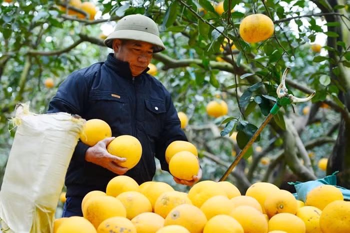 Quả bưởi chín vàng, căng tròn được người dân thu hái cẩn thận, xếp gọn và phân loại ngay tại vườn để kịp phục vụ thị trường Tết. Ảnh: Kinhtedothi