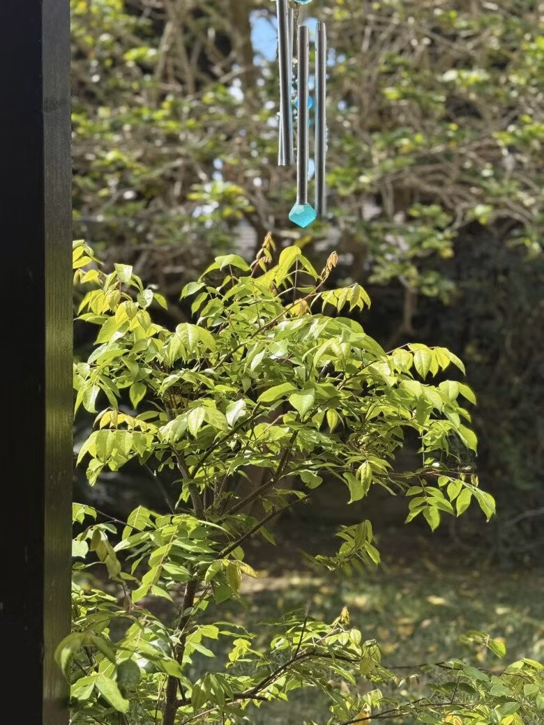 Khu vườn nhỏ vừa làm đẹp không gian sống, vừa nuôi dưỡng năng lượng tích cực cho cả gia đình. Ảnh: FB Kim Hien