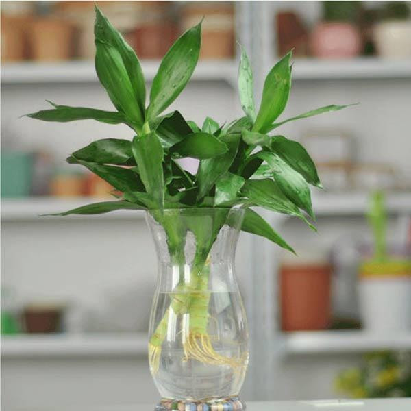 *Thông tin mang tính tham khảo, chiêm nghiệm