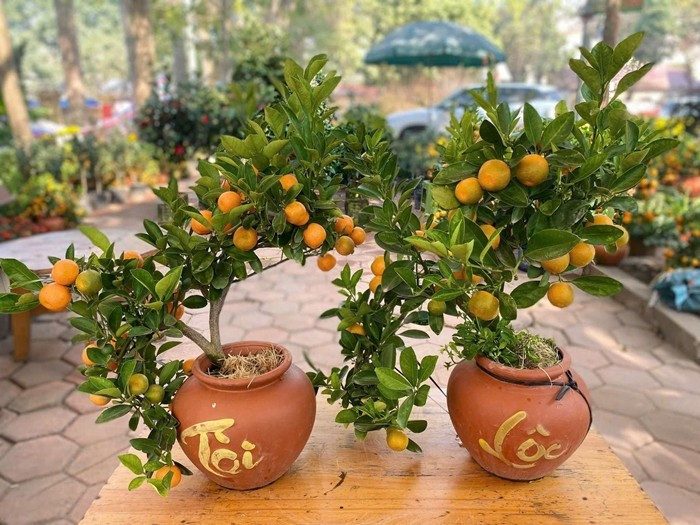 Màu vàng tượng trưng cho tiền tài, màu đỏ tượng trưng cho sự thịnh vượng. Điều này khiến quất trở thành cây cảnh được nhiều gia đình giàu có ưa chuộng. Ảnh: Suckhoedoisong