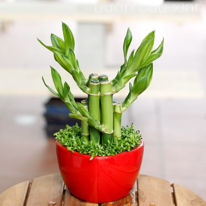 Trúc phú quý có dáng thẳng, thân xanh mướt, sinh trưởng bền bỉ, tượng trưng cho sự phát triển ổn định và con đường công danh suôn sẻ. Ảnh: Totoro Garden