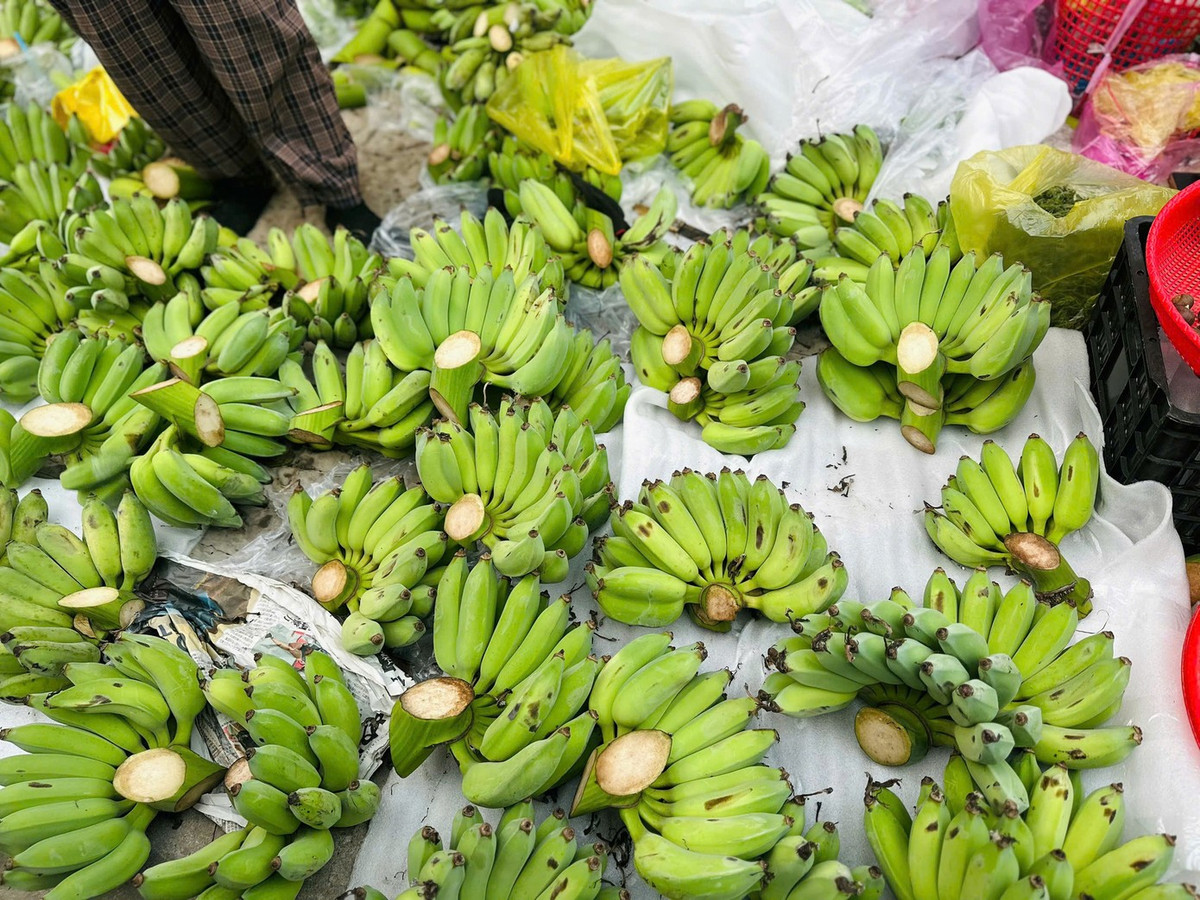 Dẫu giá tăng cao và nguồn hàng không dồi dào như mọi năm, chuối xanh vẫn là lựa chọn không thể thiếu trên mâm ngũ quả ngày Tết.