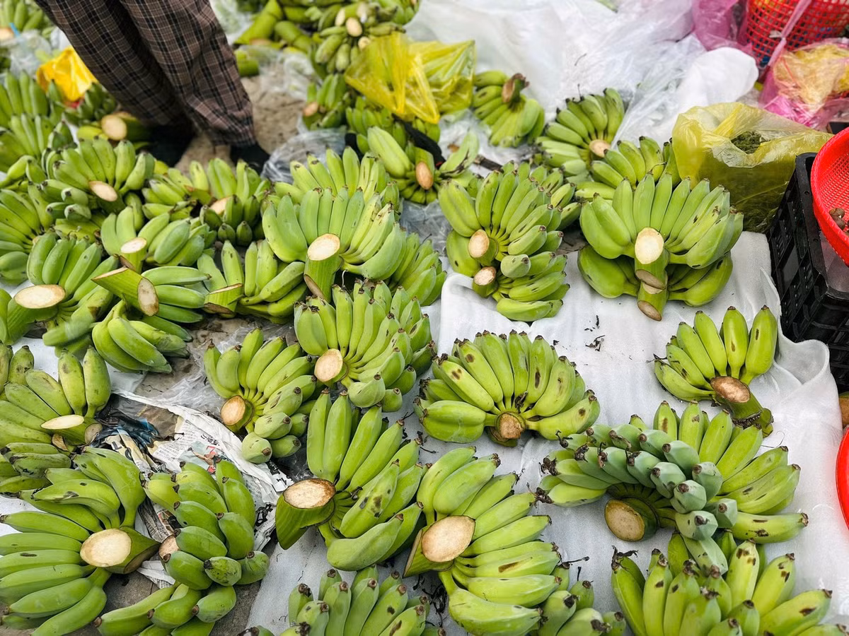 Dẫu giá tăng cao và nguồn hàng không dồi dào như mọi năm, chuối xanh vẫn là lựa chọn không thể thiếu trên mâm ngũ quả ngày Tết.
