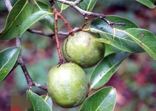 Vào mùa chín rộ, quả kơ nia ngả sang màu vàng nhạt rồi tự rụng xuống gốc. Ảnh: Plo