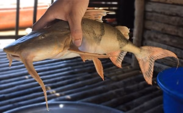 Một trong những điểm đặc biệt của cá ké xưa là mùi vị thanh ngọt tự nhiên, khi chế biến vẫn giữ được độ săn chắc mà không bị bở. Ảnh minh họa