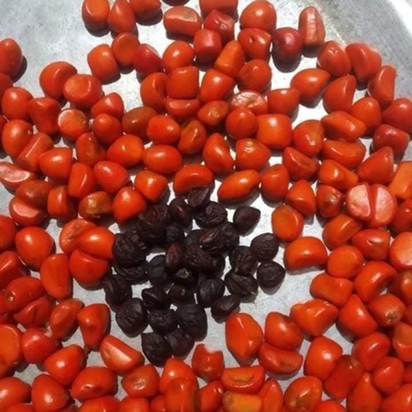 Dổi nếp hạt nhỏ, màu vàng và đen, hương thơm nồng nàn, giá từ 2,5 - 3 triệu đồng/kg. Ảnh: Cửa hàng Tây Bắc