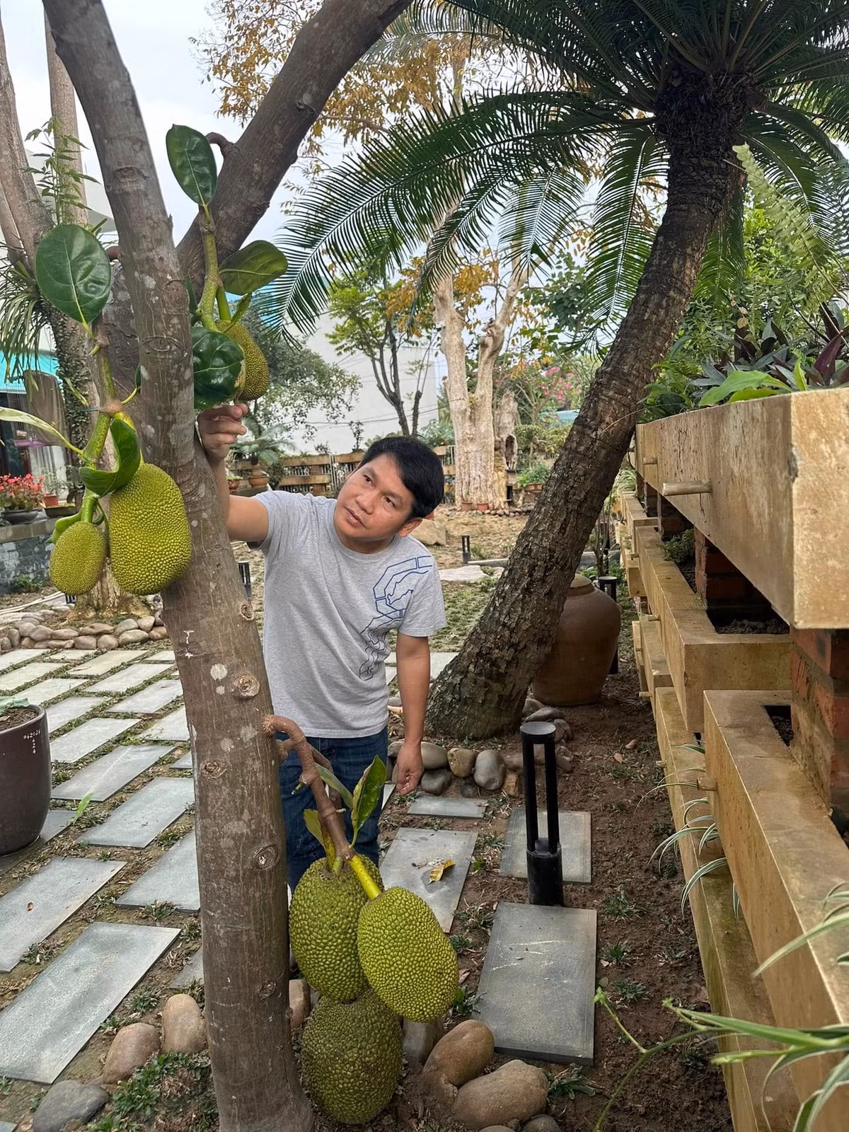 Những trái mít lủng lẳng dưới gốc cây. Ảnh: FBNV