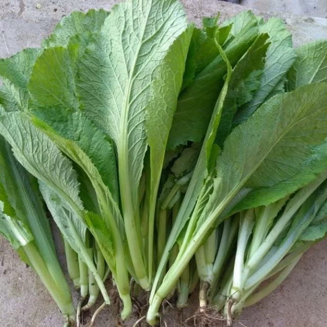 Các loại rau họ cải như cải xanh, cải ngọt, cải thìa có vòng đời ngắn, chỉ 20–30 ngày là có thể thu hoạch. Vì vậy, một số người trồng sử dụng thuốc bảo vệ thực vật liên tục để phòng sâu bệnh, thậm chí phun sát ngày thu hoạch. Ảnh: Internet