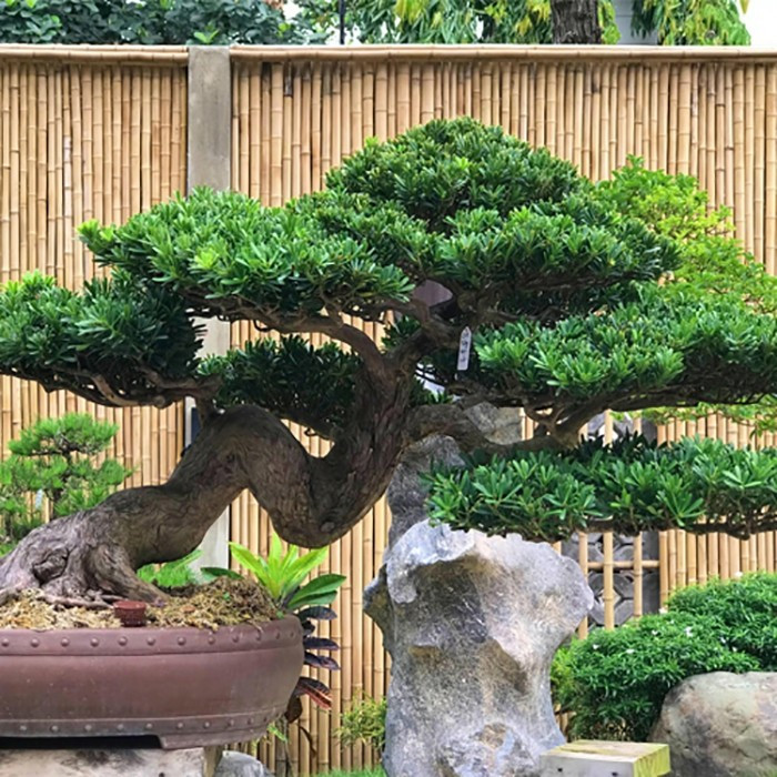 Với dáng cây cứng cáp, tán lá xanh quanh năm, tùng la hán mang đến cảm giác uy nghi, vững chãi cho không gian sống. Ảnh: Vuonuomcaytot