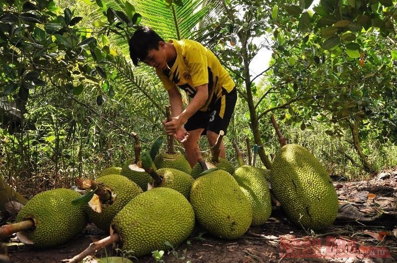 Dù chấp nhận bán lỗ, song nhiều nhà vườn vẫn không tìm được đầu ra, trái mít chín rụng đầy vườn. Ảnh; Báo Nhân dân